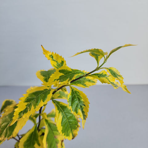 Duranta erecta golden edge