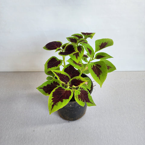 Coleus blumei Green