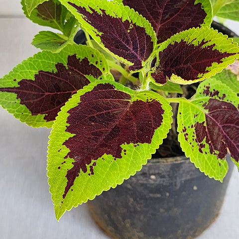 Coleus blumei Green