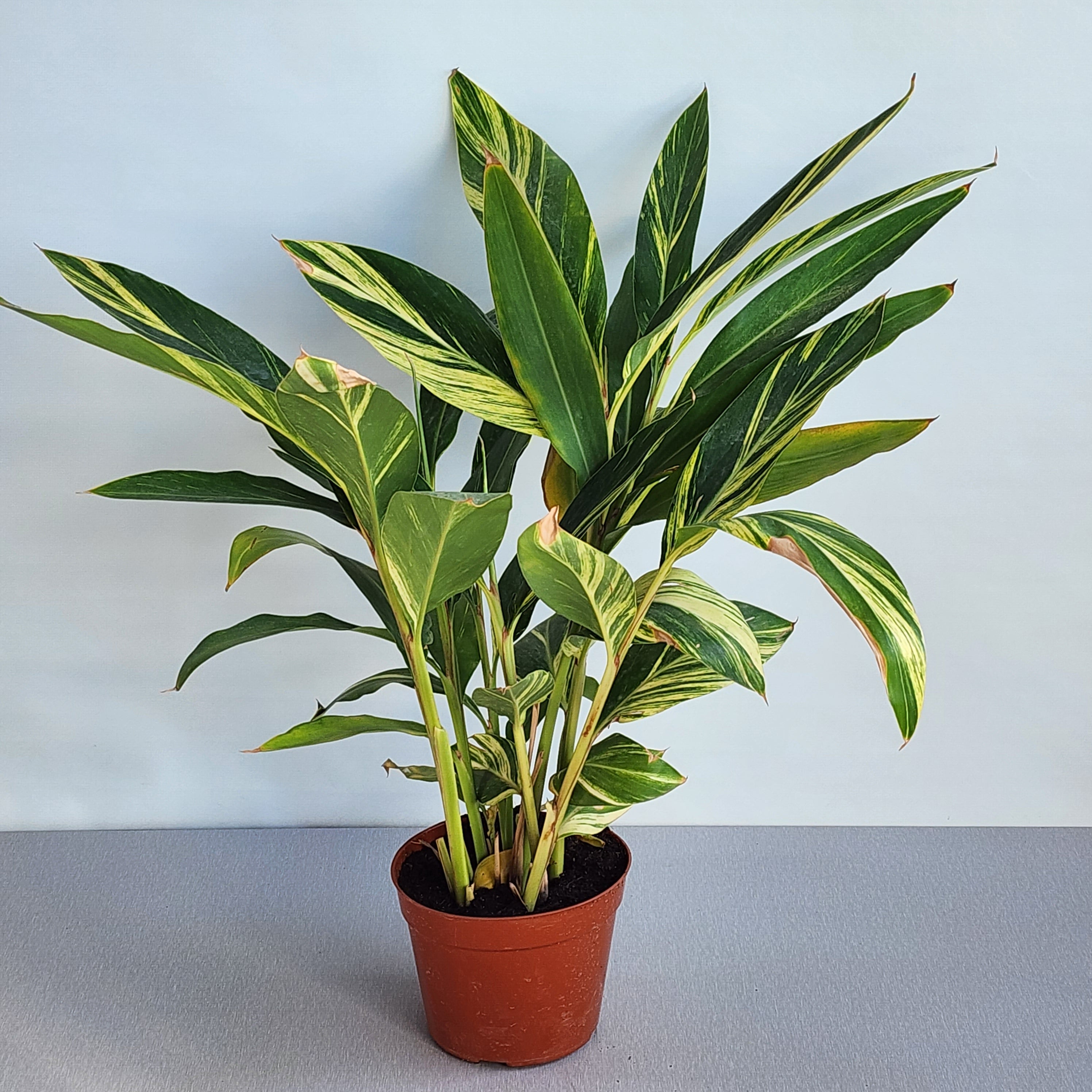 alpinia indoor plant Alpinia variegata – Seedlink