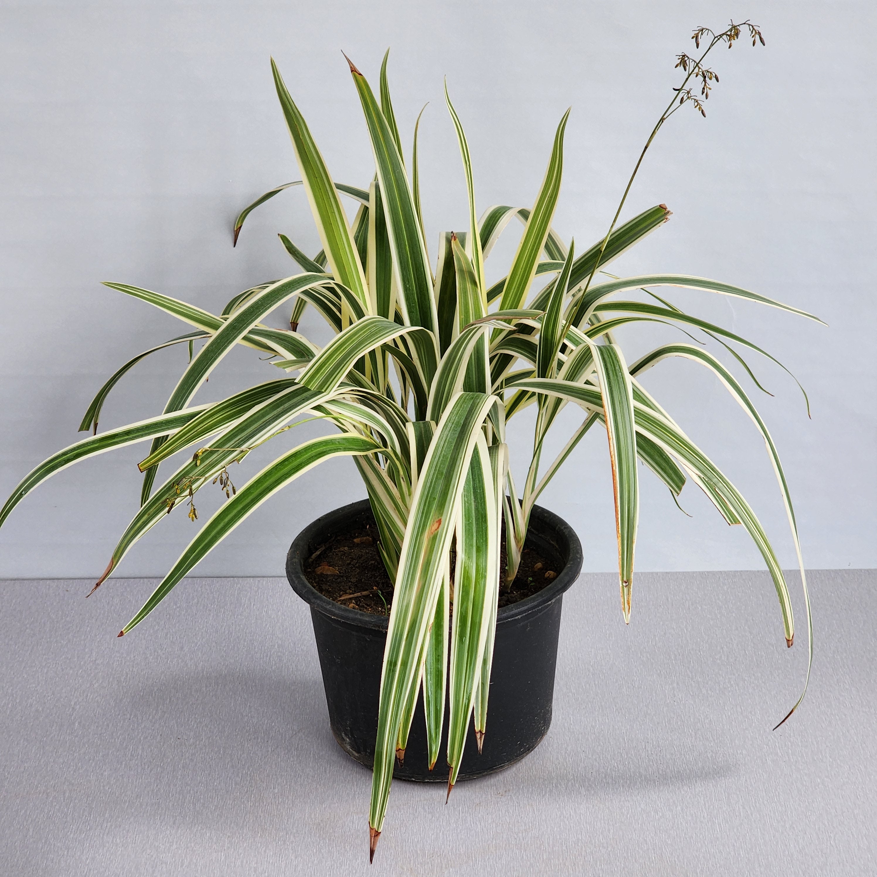 dianella indoor plant Dianella tasmanica variegata – Seedlink