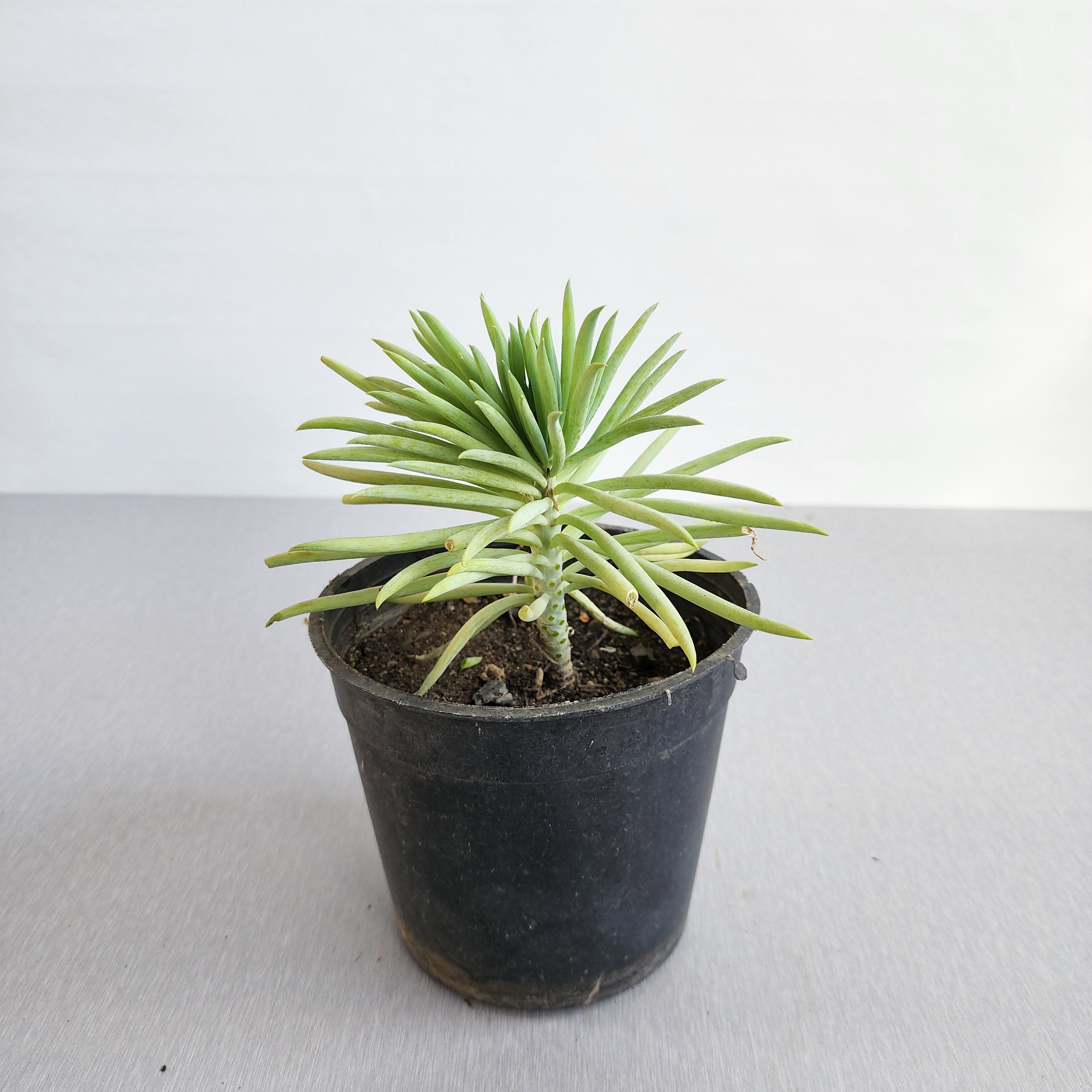edulis succulent Dudleya edulis – Seedlink