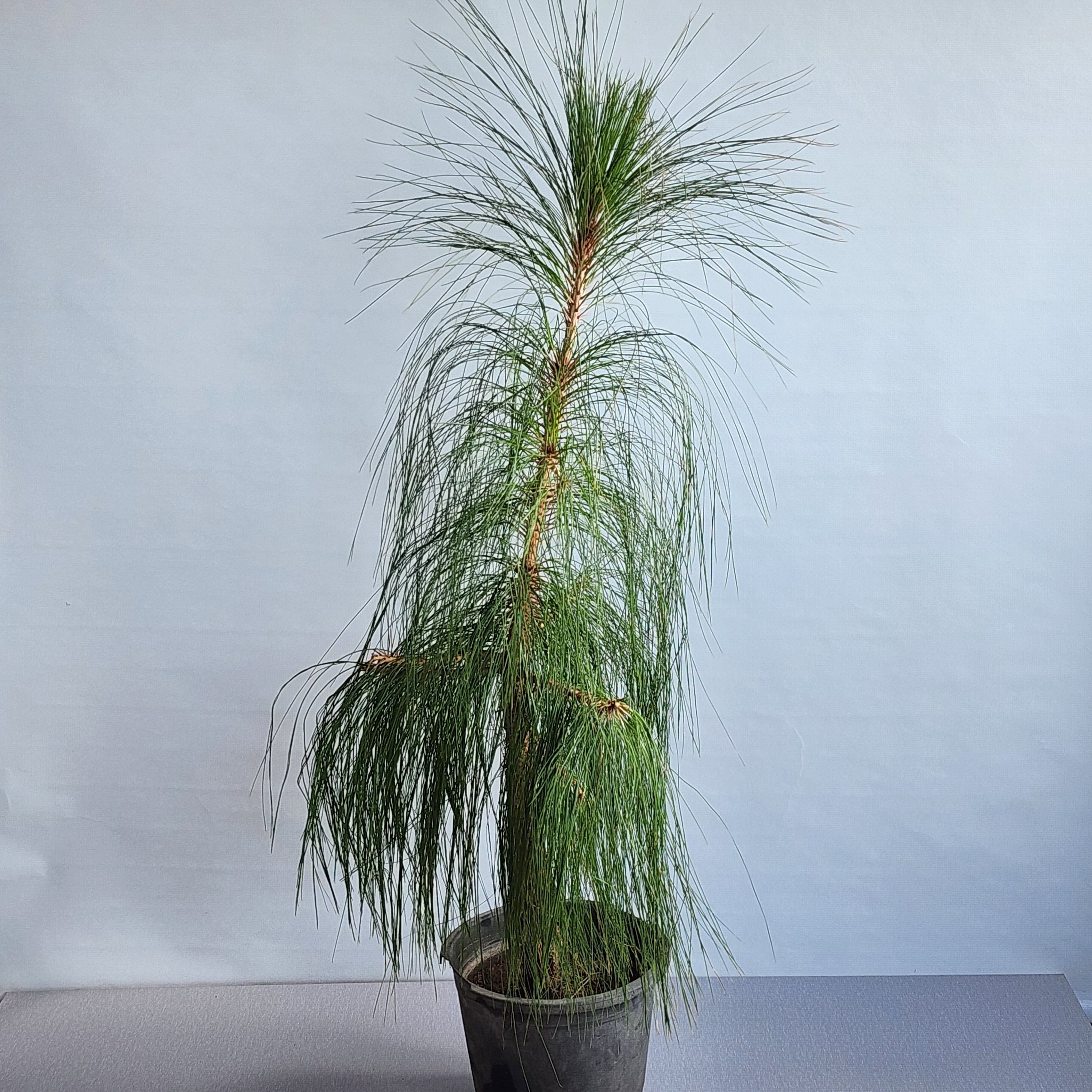 Pine Tree Seedlink pine-tree-seedlink