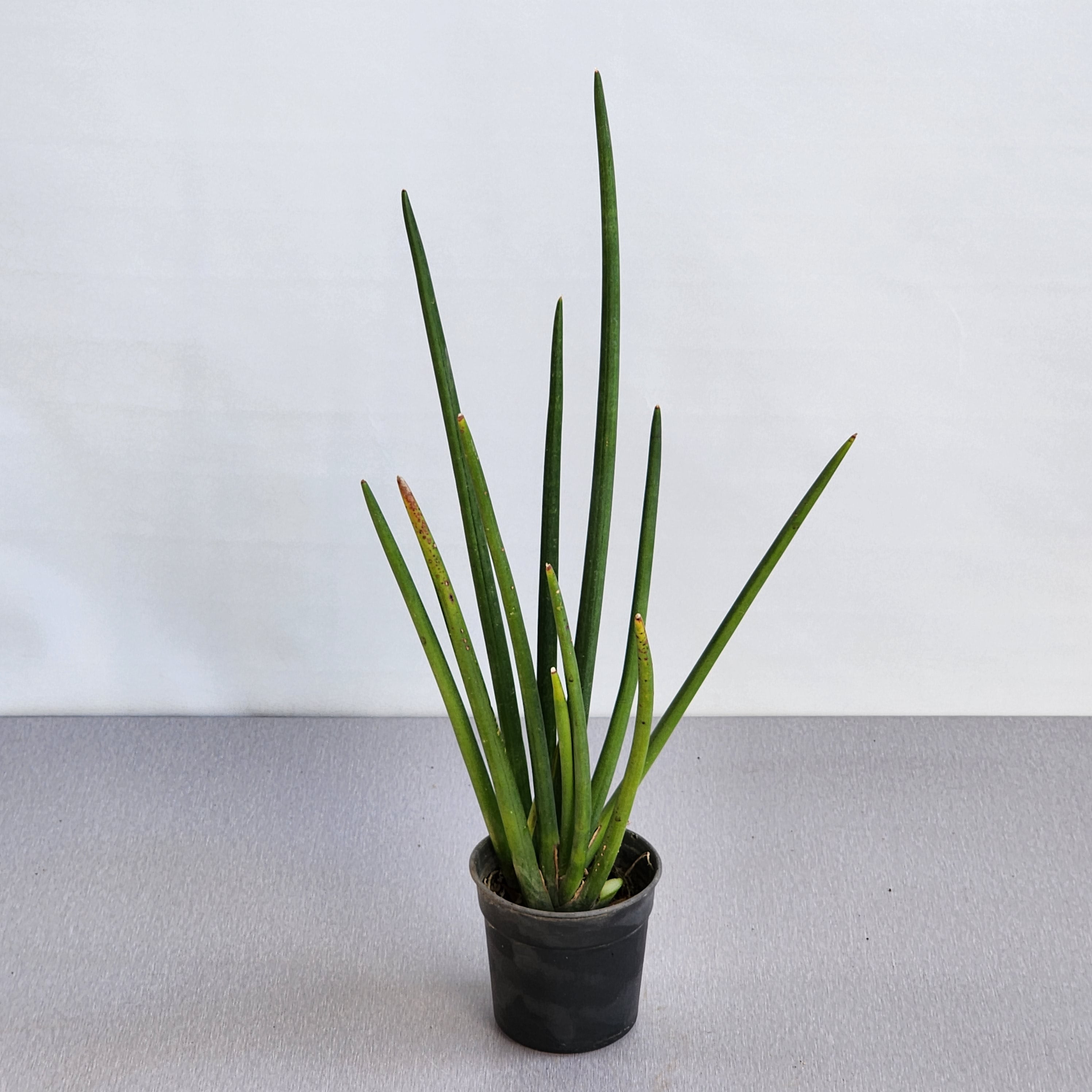 sansevieria bacularis vs cylindrica Sansevieria cylindrica – Seedlink