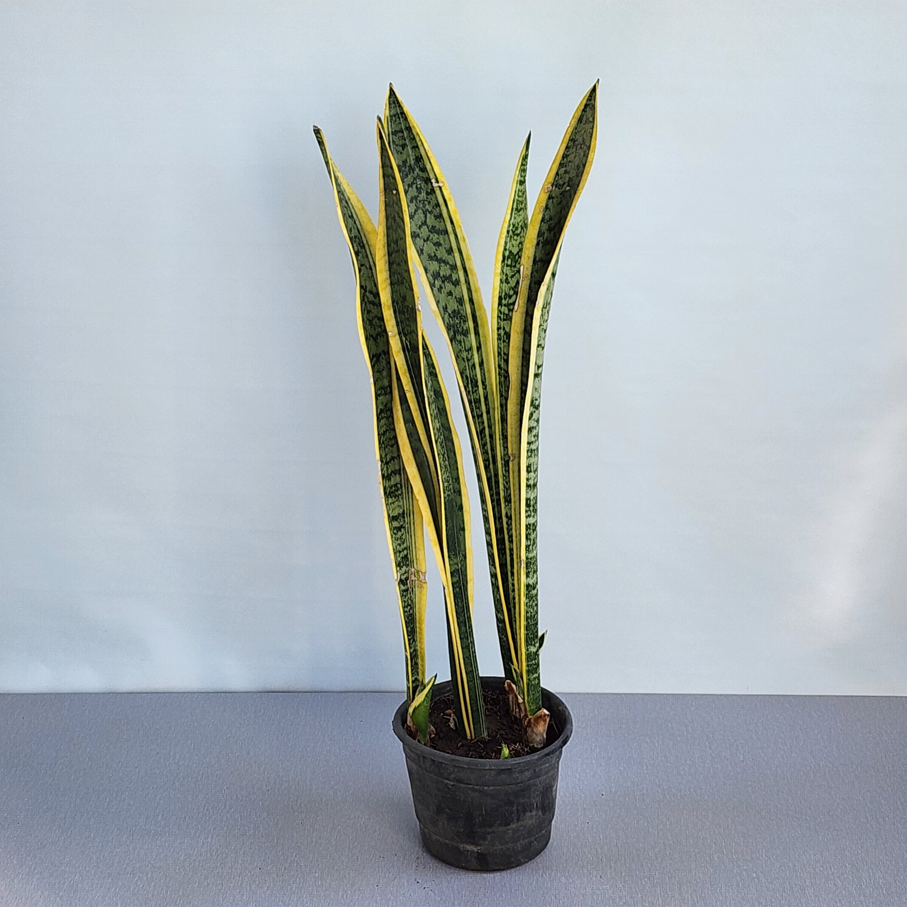 sansevieria yellow Sansevieria trifasciata Yellow