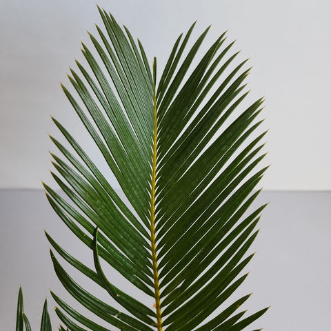 Outdoor Plants