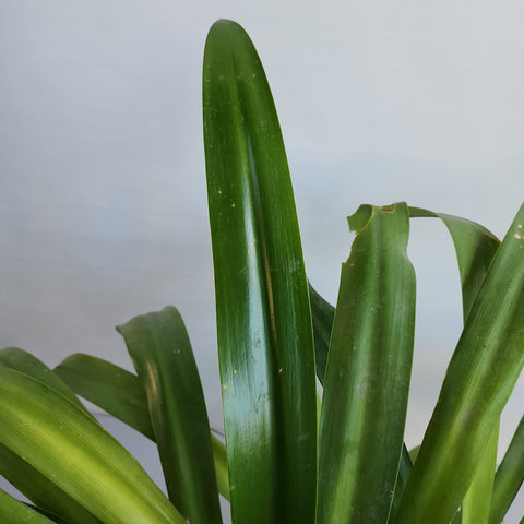 Crinum asiaticum