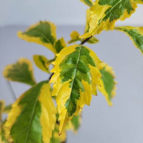 Duranta erecta golden edge