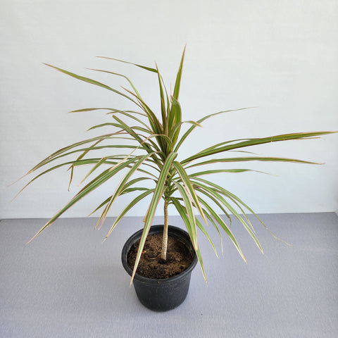 dracaena tricolor Dracaena tricolor – Seedlink