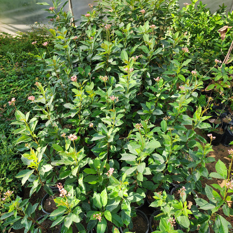 Jatropha integerrima 'pink'