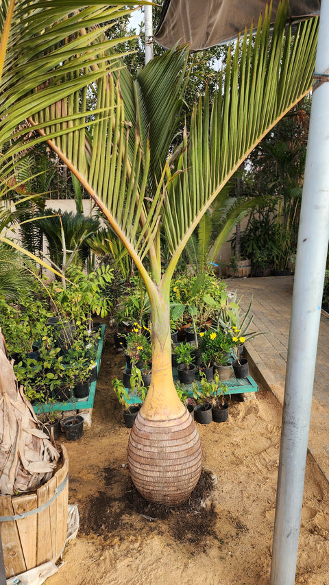Bottle Palm