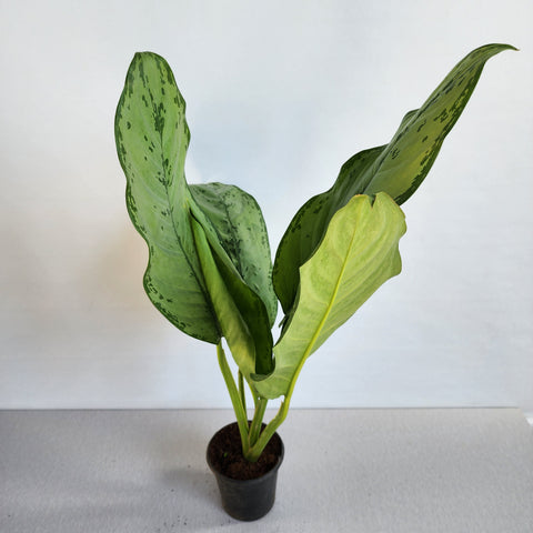aglaonema selby Aglaonema – Seedlink