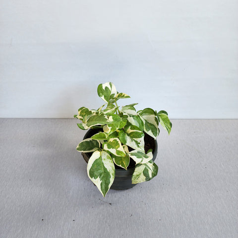 pothos albino Pothos White – Seedlink