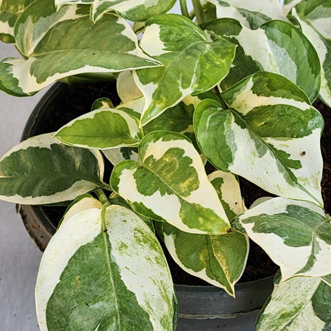 pothos albino Pothos White – Seedlink
