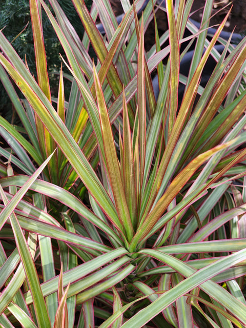dracaena tricolor Dracaena tricolor – Seedlink