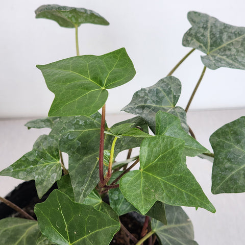 Hedera