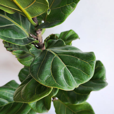Ficus lyrata