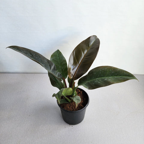 philodendron imperial red Philodendron imperial red – Seedlink
