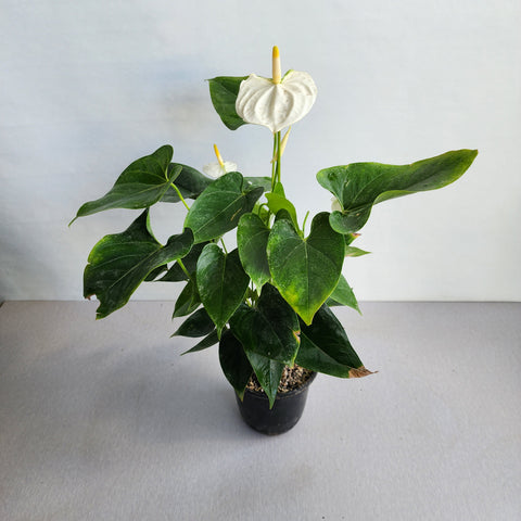 white anthurium price Anthurium White – Seedlink