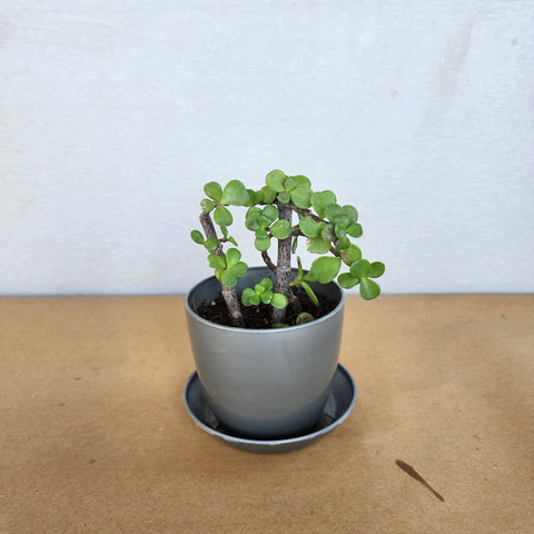 Portulacaria afra