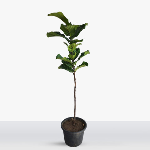 Ficus lyrata