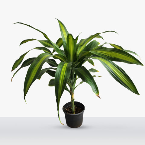 dracaena fragrans price Dracaena fragrans – Seedlink