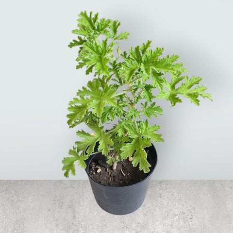 Pelargonium Sweet scented