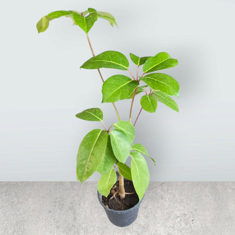 Schefflera actinophylla