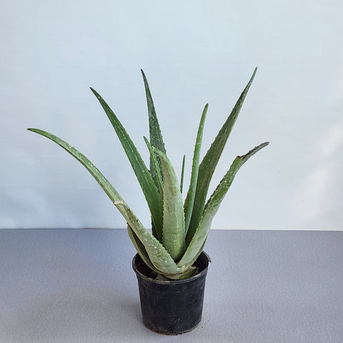 aloe vera plant ebay Aloe vera – Seedlink