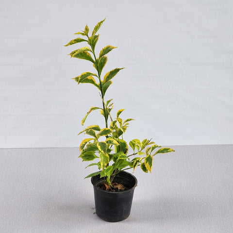 Duranta erecta golden edge