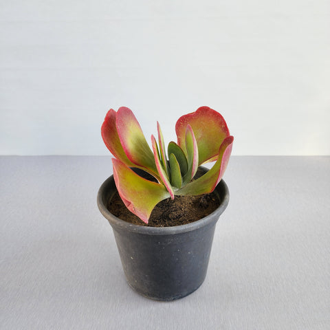 Kalanchoe thyrsiflora