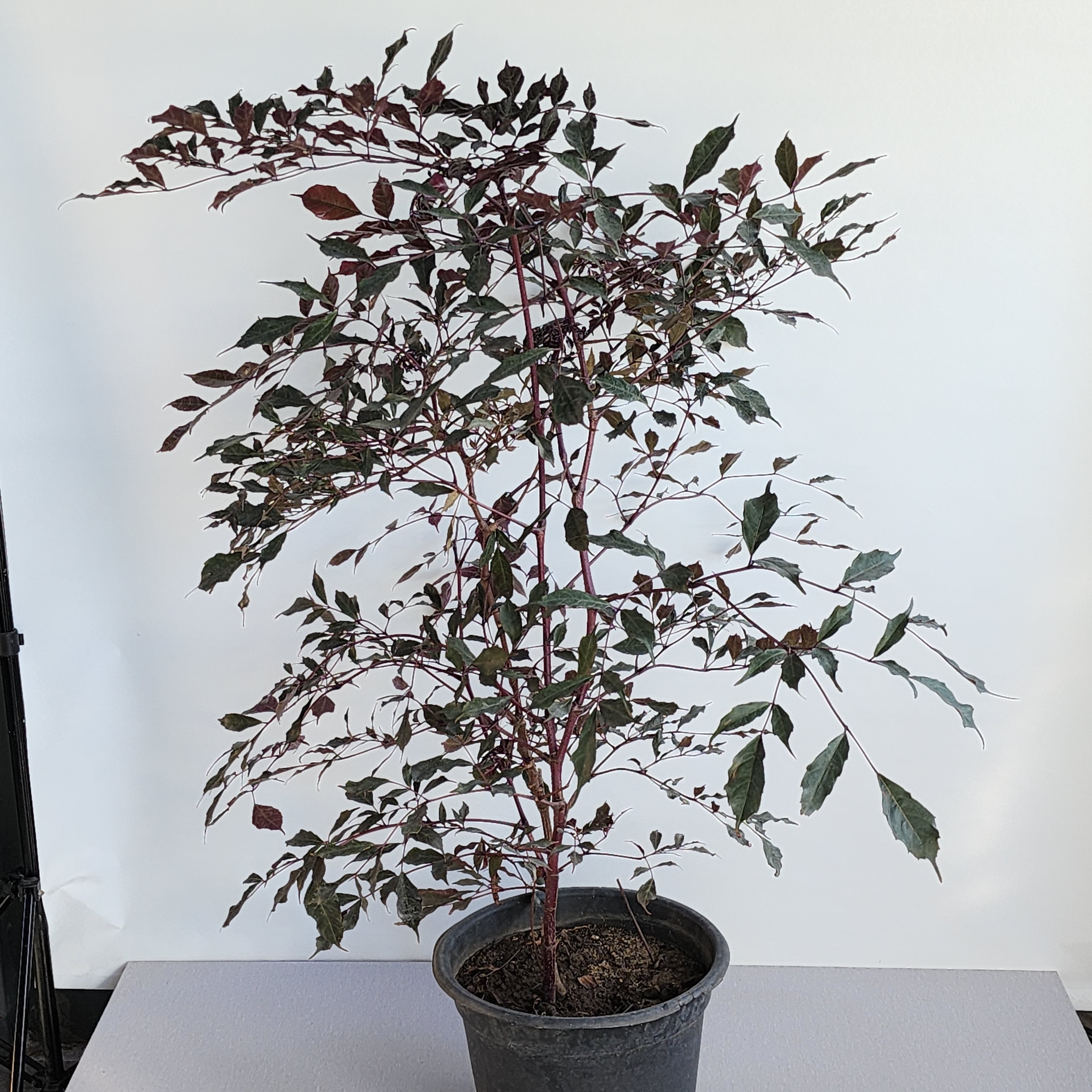 Leea coccinea burgundy – Seedlink
