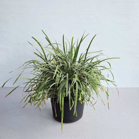 Liriope spicata variegata