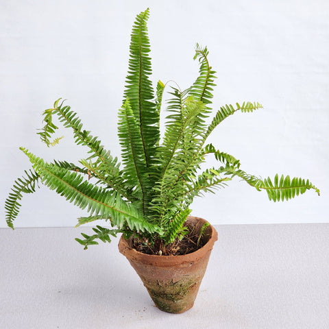 Nephrolepis exaltata