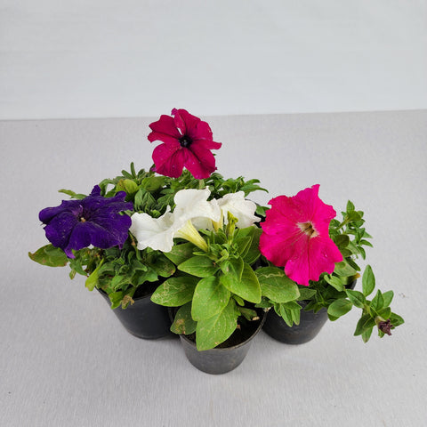Petunia grandiflora