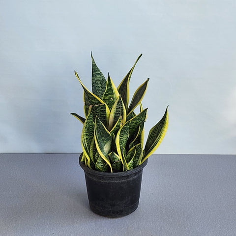 Sansevieria trifasciata Dwarf Yellow