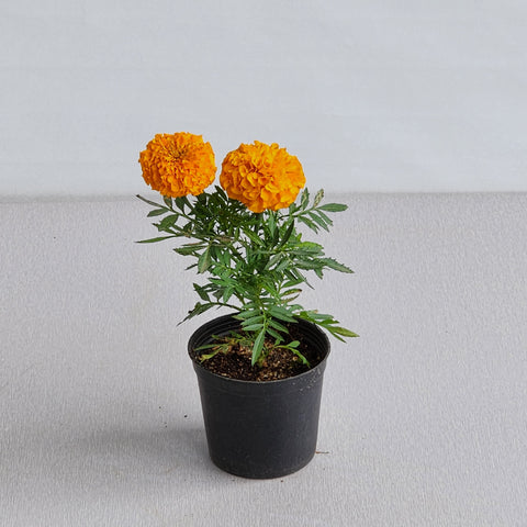Tagetes erecta